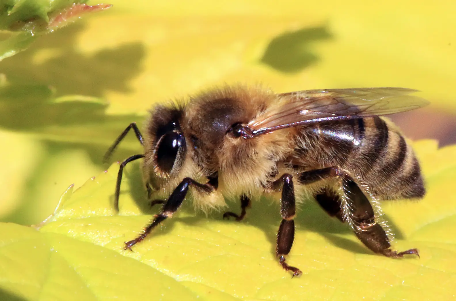 High-Tech Hives And Dancing Robots To Help Save Honeybees