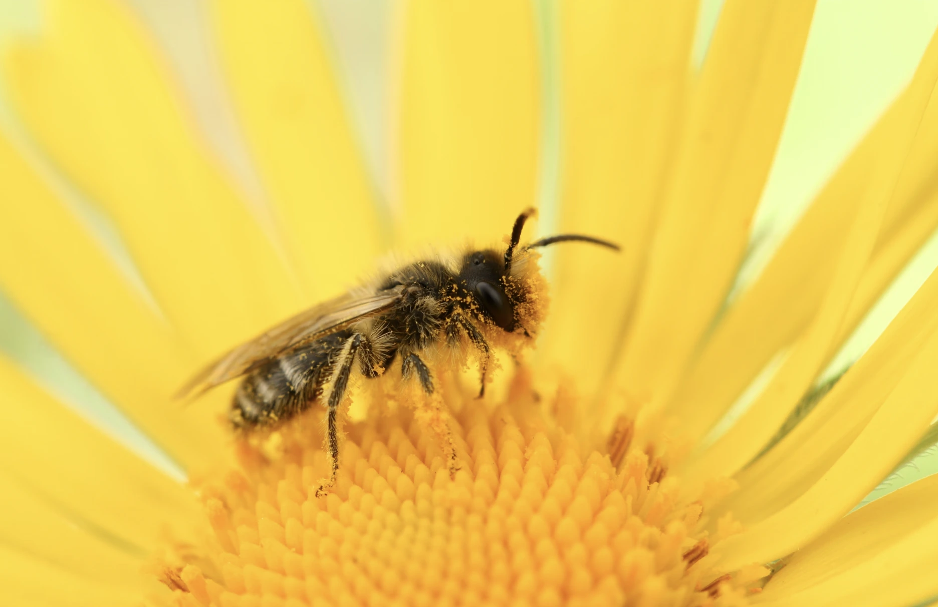 Rare Bee Discovery Halts Meta’s Nuclear-Powered AI Data Center Plans