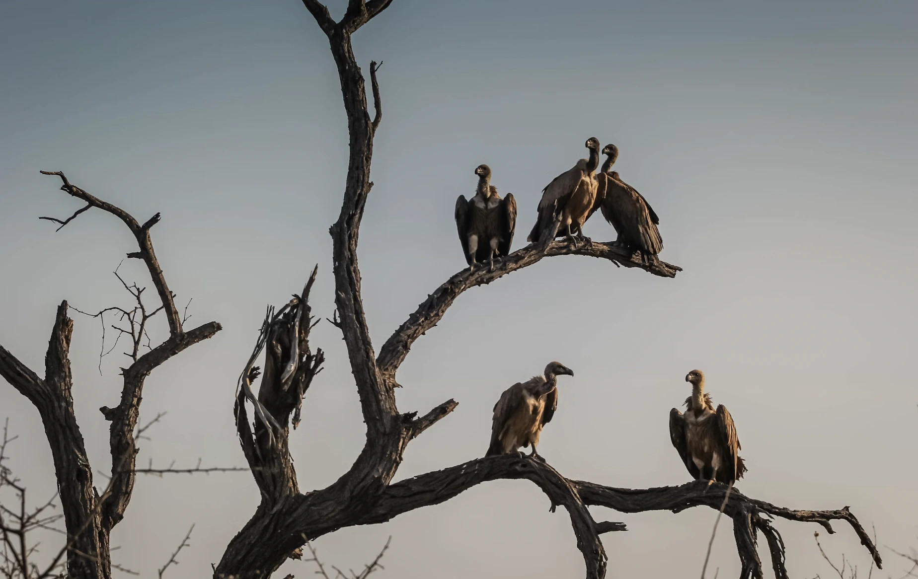 AI-Enhanced Vultures Could Revolutionize Wildlife Conservation And Disease Detection