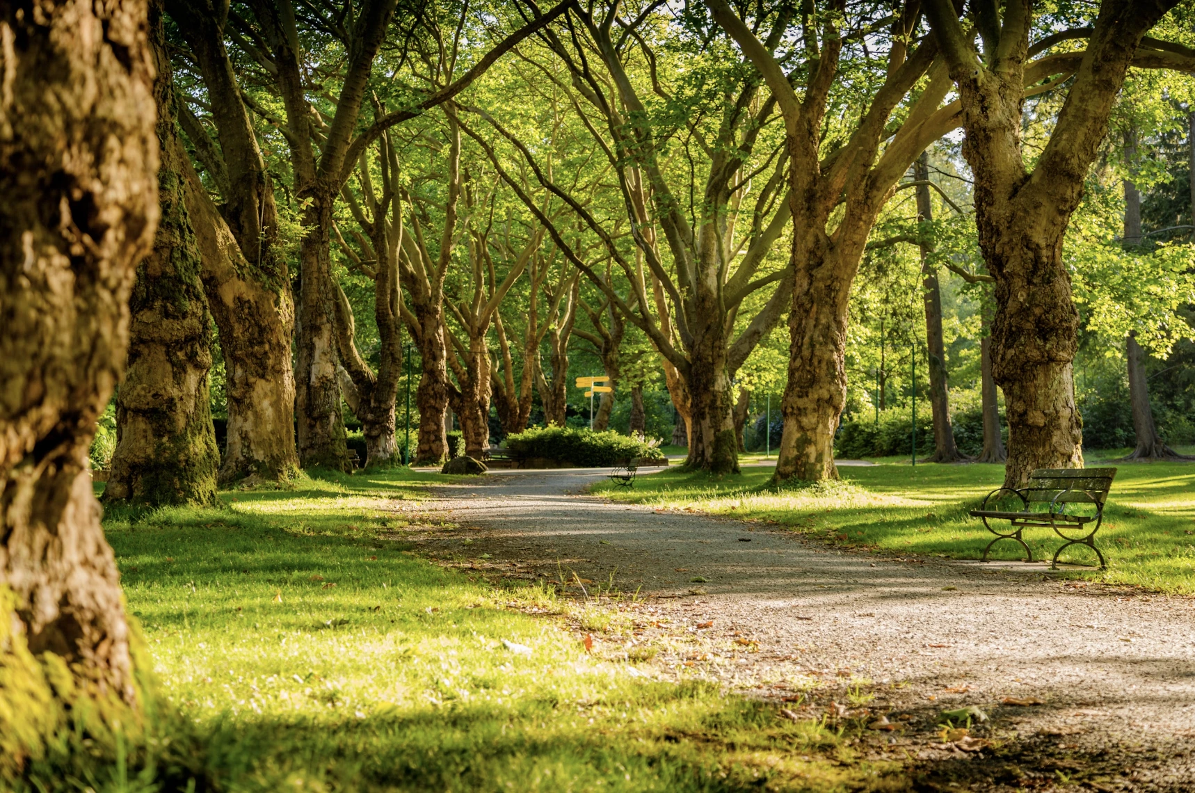 AI Powers Urban Forest Models