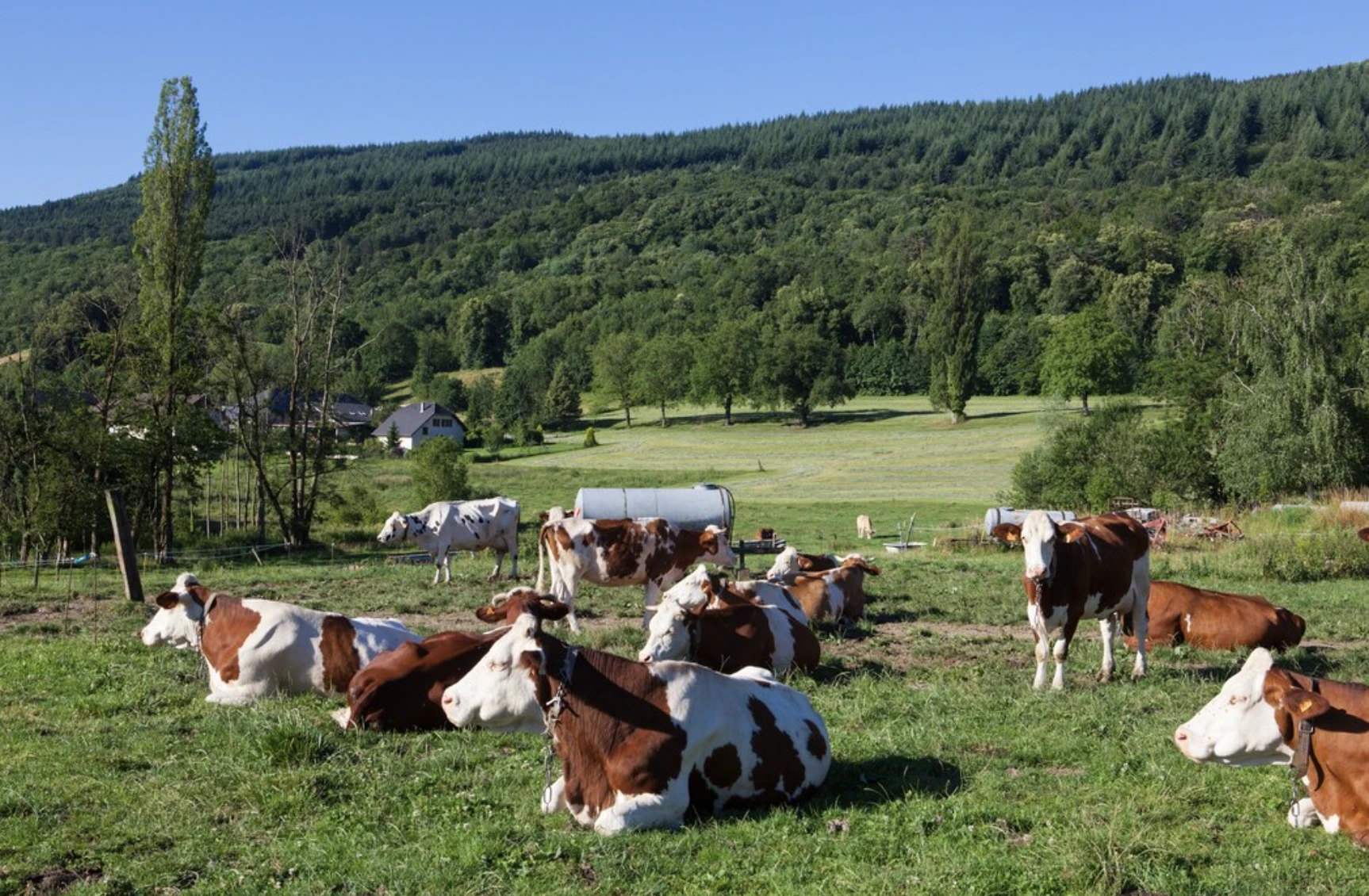 SwagBot: The AI-Powered Robot Herding Cattle