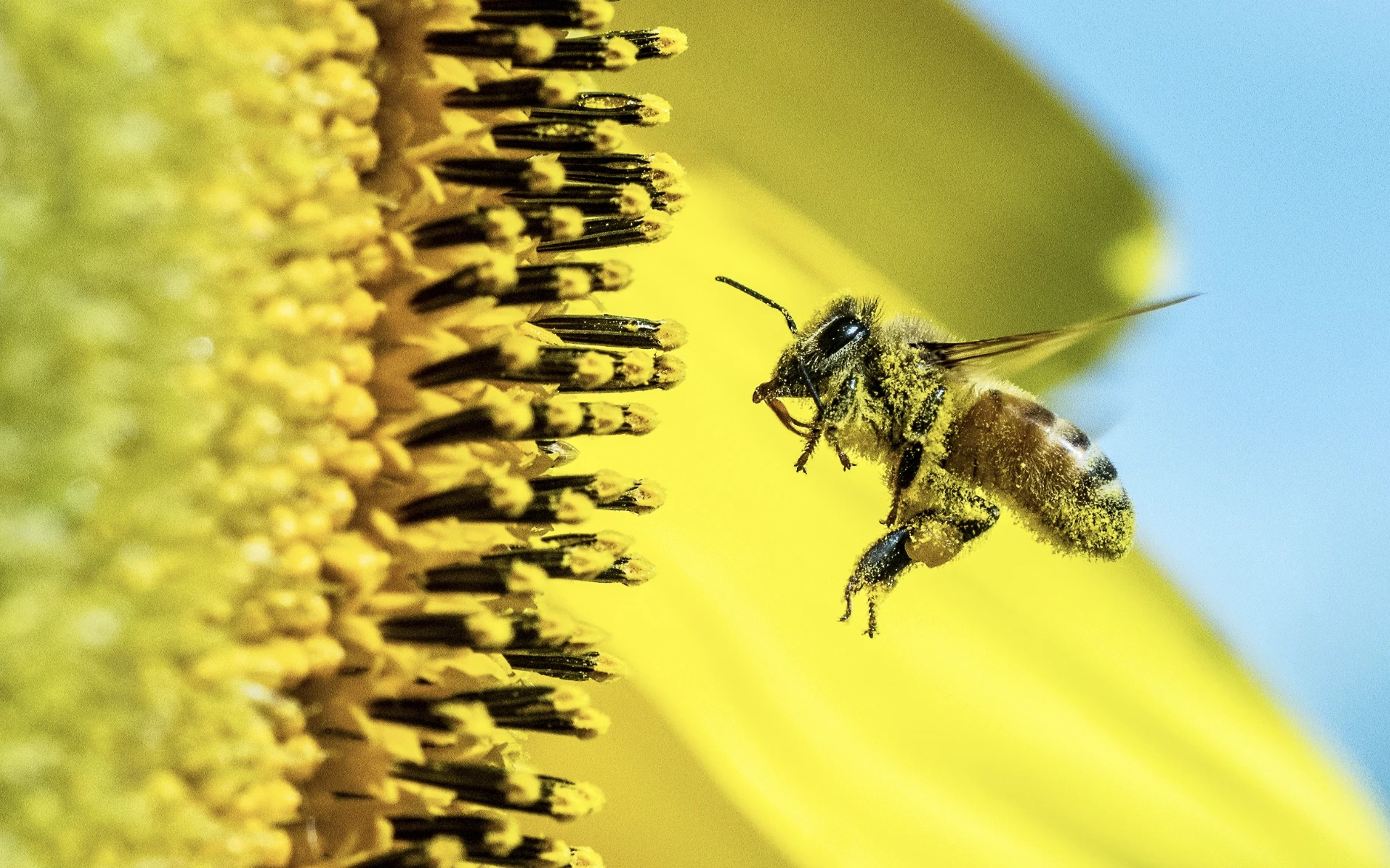 Could These Agile Robotic Insects Replace Bees In Pollination?