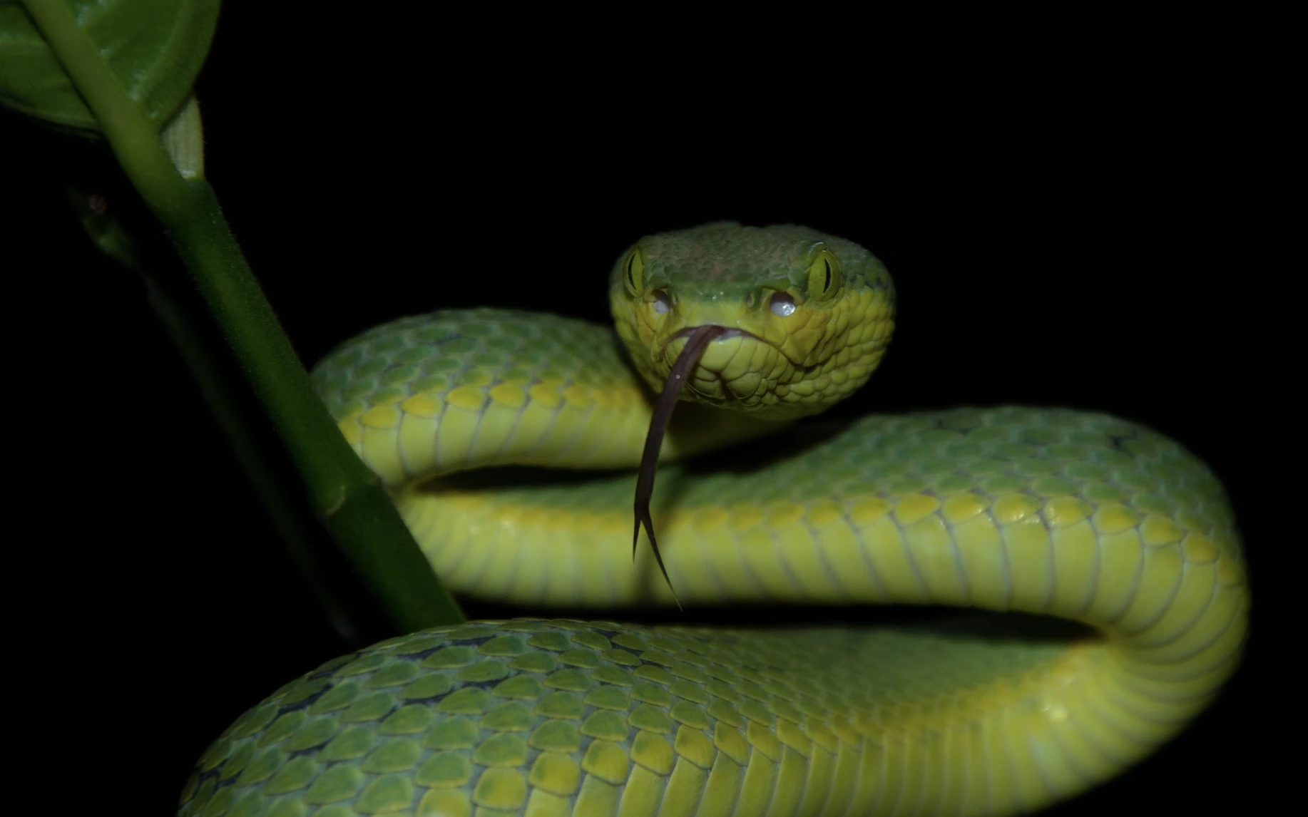 Snakebite Crisis: Can AI Transform The Century-Old Approach To Antivenoms?