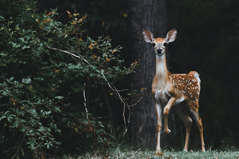 Google Launches SpeciesNet, An Open-Source AI for Wildlife Identification